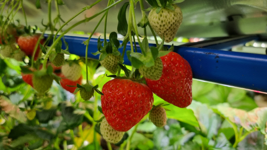 아워즈팜, 코엑스 푸드위크에서 ‘식물공장 365일 딸기재배 시스템’ 선보여